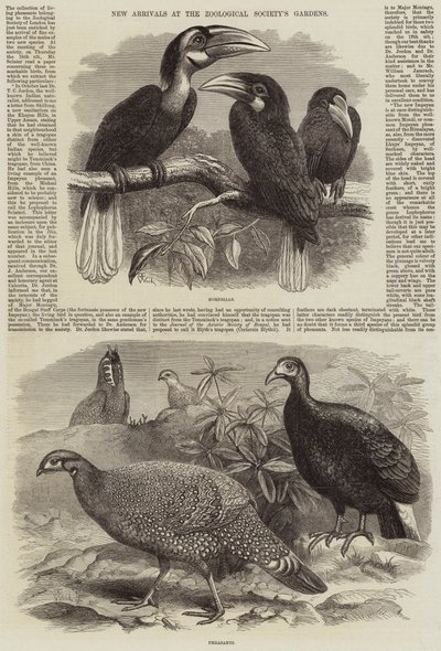 Nové příjezdy do zahrad Zoologické společnosti od Thomas W. Wood