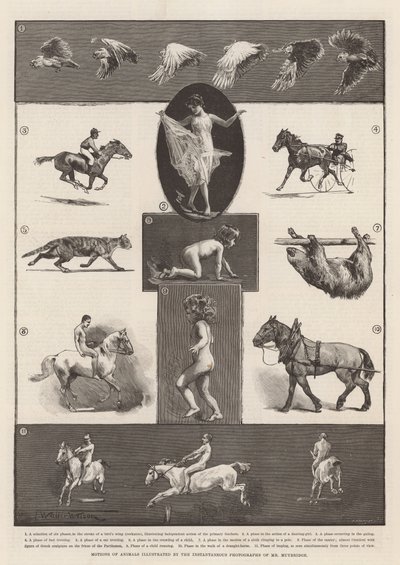 Pohyby zvířat ilustrované okamžitými fotografiemi pana Muybridge od Thomas Walter Wilson