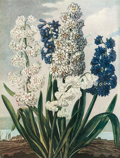 "Hyacinty", 1801, 1948. od Thomas Warner
