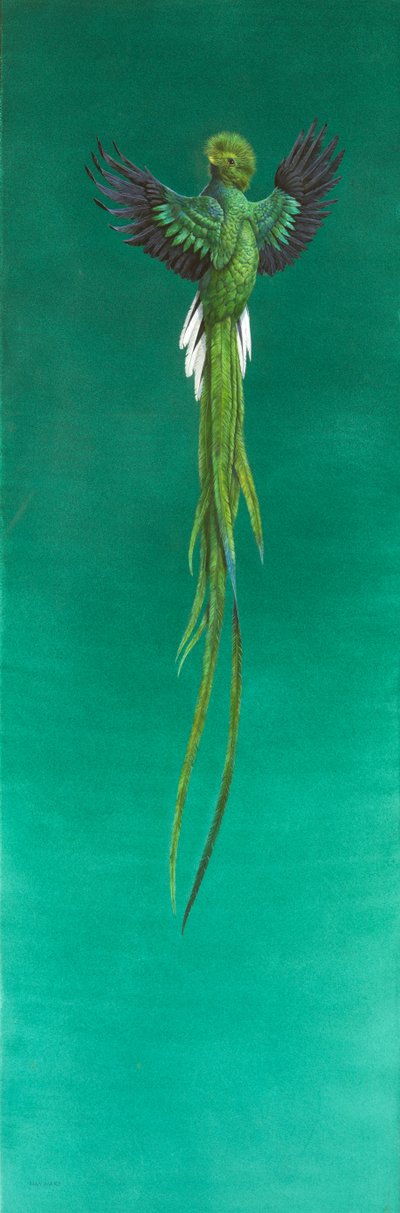 Quetzal ( akvarel a kvaš na papíře ) od Tim Hayward