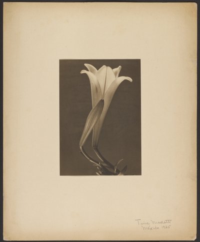 č. 1. od Tina Modotti