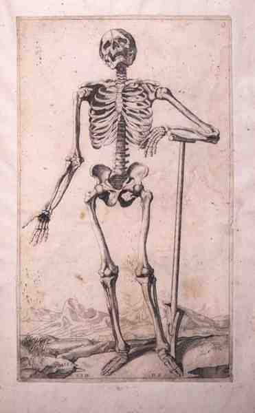 Anatomická studie, Domenico Maria Bonavera (b.1640) (lept a suchá jehla) od Titian (c.1488 1576) (after)