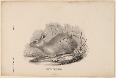 Zajíc bažinný od Titian Ramsay Peale
