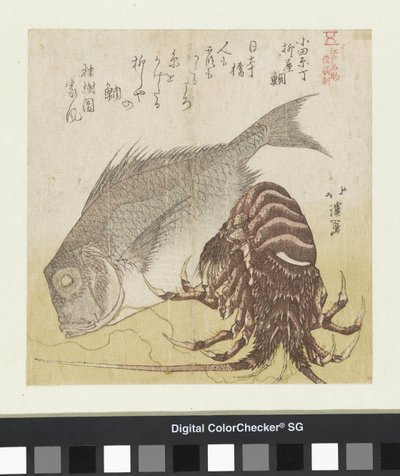 Mořský okoun z Yanagiya v Odawara Chô Odawara Chô Yanagiya tai (titul na předmětu) Slavné produkty od Edo (název série) Edo meibutsu (název série na objektu) od Totoya Hokkei