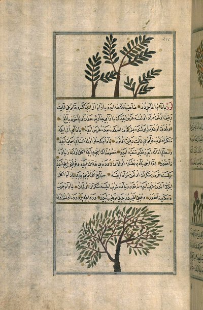 Kadidlovník nad mandlovníkem, podle pojednání Zakariya ibn Muhammada al-Qazwiniho (inkoust a pigmenty na evropském papíru) od Turkish School