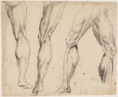 Noha. Anatomické studie od Ubekendt