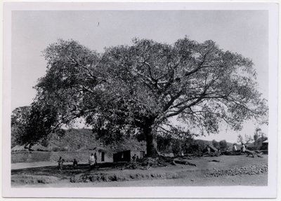 Strom s široce rozprostřenou korunou před vesnickou zdí, Axum, Etiopie, fotografie Ugo Monneret de Villard od Ugo Monneret de Villard