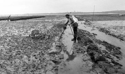 6080 C18 Ostregrower ve Vendee Oyster srpna 1974 od Unbekannt