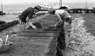 6080 C18 Ostregrower ve Vendee Oyster srpna 1974 od Unbekannt