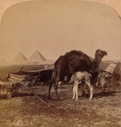 Dítě z pouště, Egypt, 1896 od Unbekannt