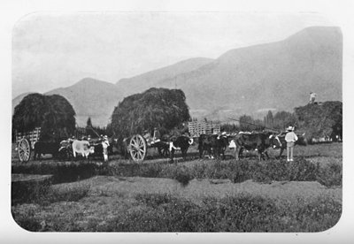 Chilská sklizeň, 1911 od Unbekannt