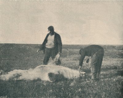 Mrtvý medvěd na Reindeer Island 21. srpna 1893, 1893 1897 od Unbekannt