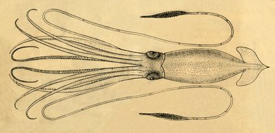 Diagram obří chobotnice, 1881. od Unbekannt