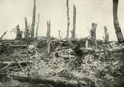 Výkop v tom, co bylo kdysi Sylvánským lesem, 1919. od Unbekannt