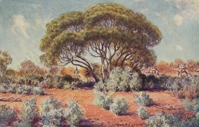 Úrodné místo ve střední Austrálii, 1923. od Unbekannt