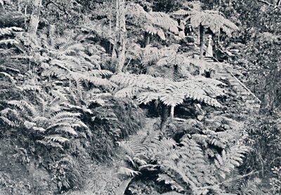 A Forest of Tree Ferns, Leura, Blue Mountains, c1900. od Unbekannt