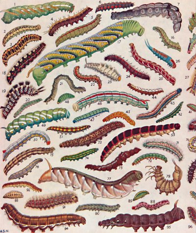 Sto různých druhů housenek motýlů a můr, 1935 od Unbekannt