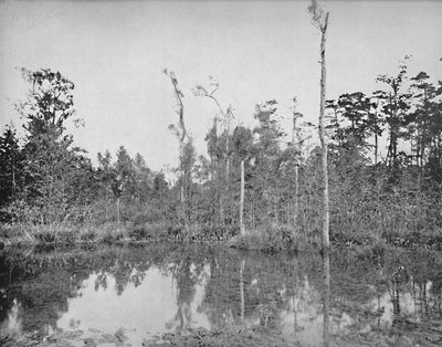 A Louisiana Swamp, c1897. od Unbekannt