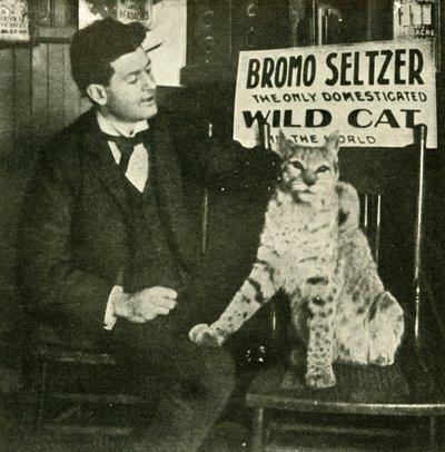 Domácí mazlíček Divoká kočka, . od Unbekannt