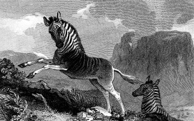 A Quagga, 1815 od Unbekannt