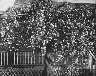 A Rose-Decked Home, jižní Kalifornie, USA, c1900. od Unbekannt