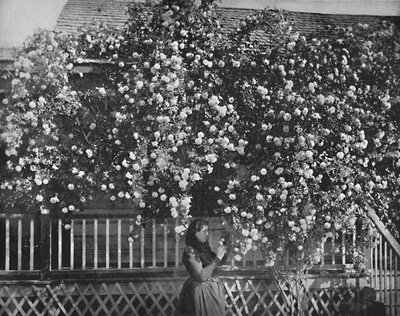 A Rose-Decked Home, jižní Kalifornie, c1897. od Unbekannt