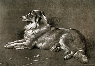 Ovčácký pes, 1901 od Unbekannt