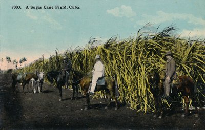 Pole cukrové třtiny, Kuba, 1912. od Unbekannt