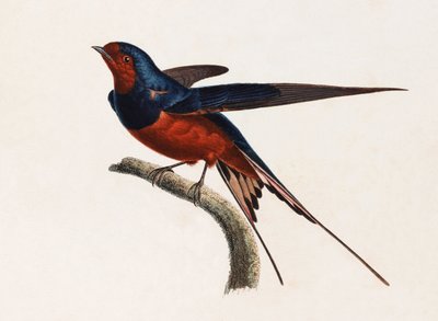 Barevná ilustrace hnědého a modrého ptáka od Unbekannt