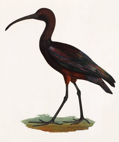 Barevná ilustrace ptáka s dlouhým zobákem od Unbekannt