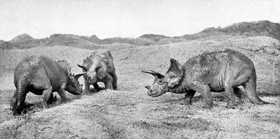 Eine Gruppe von Triceratops, 20. Jahrhundert von Unbekannt