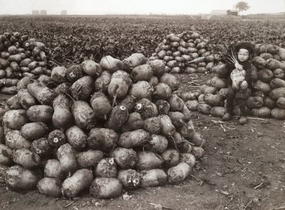 Holčička s hromadami sklizené tuřín, poblíž Landskrona, Švédsko, 1910 od Unbekannt