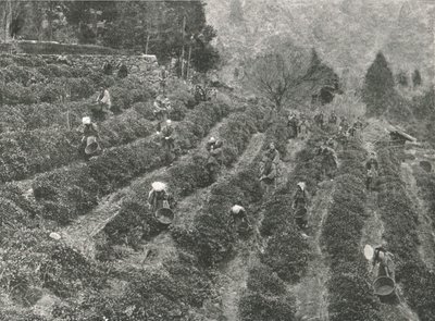 Čajová plantáž mimo město, Kobe, Japonsko, 1895. od Unbekannt