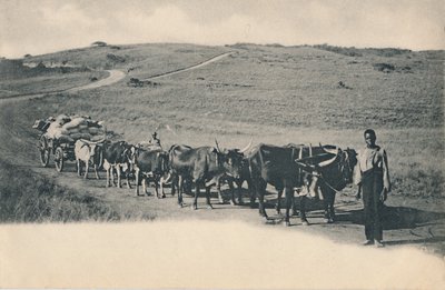 Typický volský povoz - Jižní Afrika, začátek 20. století. od Unbekannt
