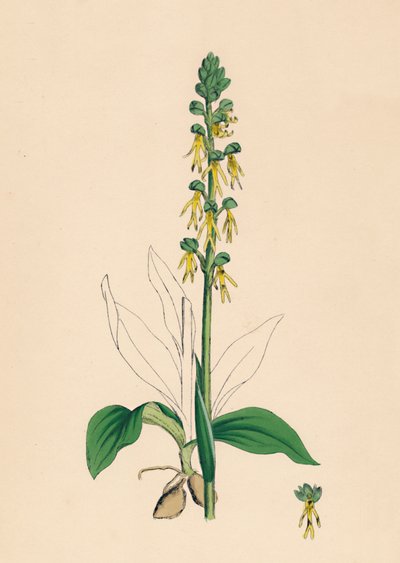 Aceras antropophora. Man Orchis, 19. století od Unbekannt
