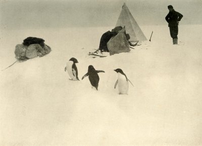 Adelie Penguins Visit a Camp c1908, 1909. od Unbekannt