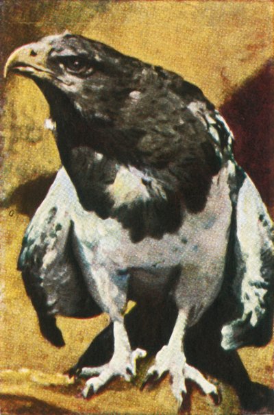 Dospělý Aguja, c1928. od Unbekannt