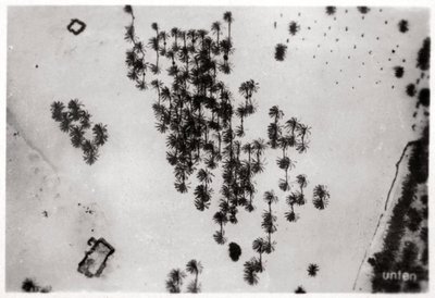 Letecký pohled na stíny palem v arabské poušti, ze Zeppelinu, 1931 1933 od Unbekannt