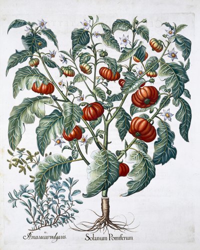 Rostliny afrických rajčat a majoránky, 1613 od Unbekannt