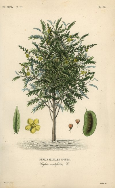 Senna alexandrijská, Senna alexandrina, Cassia acutifolia, Senna akutně listá od Unbekannt