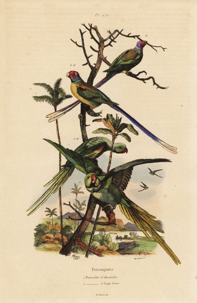 Andulka alexandrinská, Psittacula eupatria, andulka dlouhoocasá, Psittacula longicauda od Unbekannt