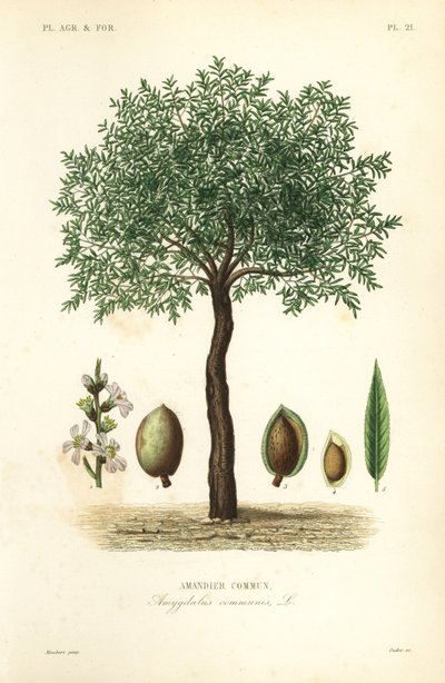 Mandlovník, Prunus dulcis, Mandloň obecný od Unbekannt