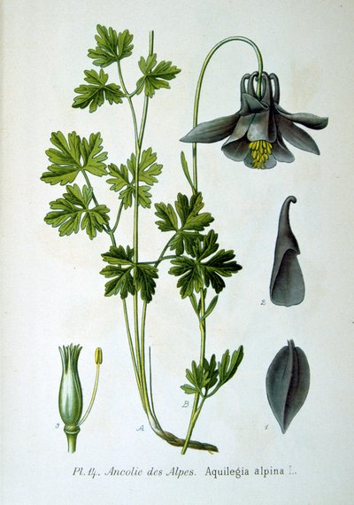 Alpská kolumbina, 1893 od Unbekannt