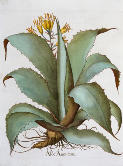 Americká Aloe Aloe Americana, 1613 od Unbekannt