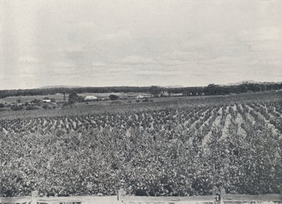 Australská vinice, 1923. od Unbekannt