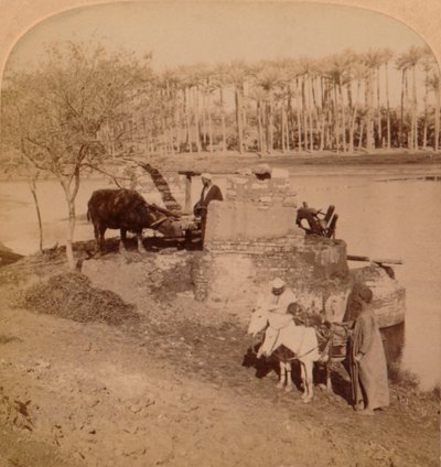 Egyptská Sakiyeh, Kreslení nilské vody pro zavlažování, Egypt, 1896 od Unbekannt