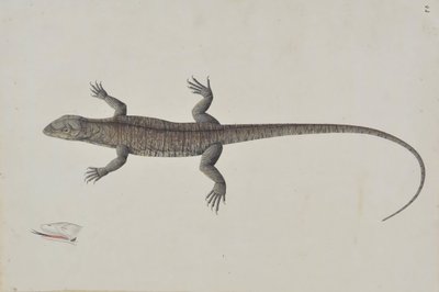 Indický ještěr Bish-Copra, Ca. 1790. od Unbekannt