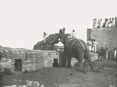 Boj slonů, Hyderabad, Indie, 1895. od Unbekannt