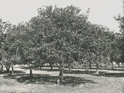 Pomerančový háj poblíž města, St Augustine, USA, 1895. od Unbekannt