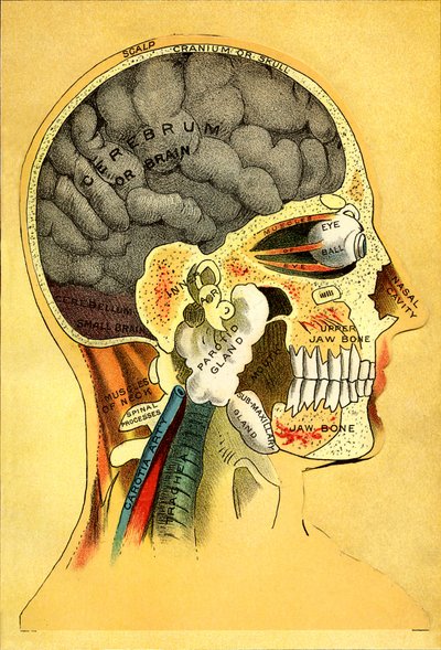 Anatomická mapa, hlava 1905 od Unbekannt
